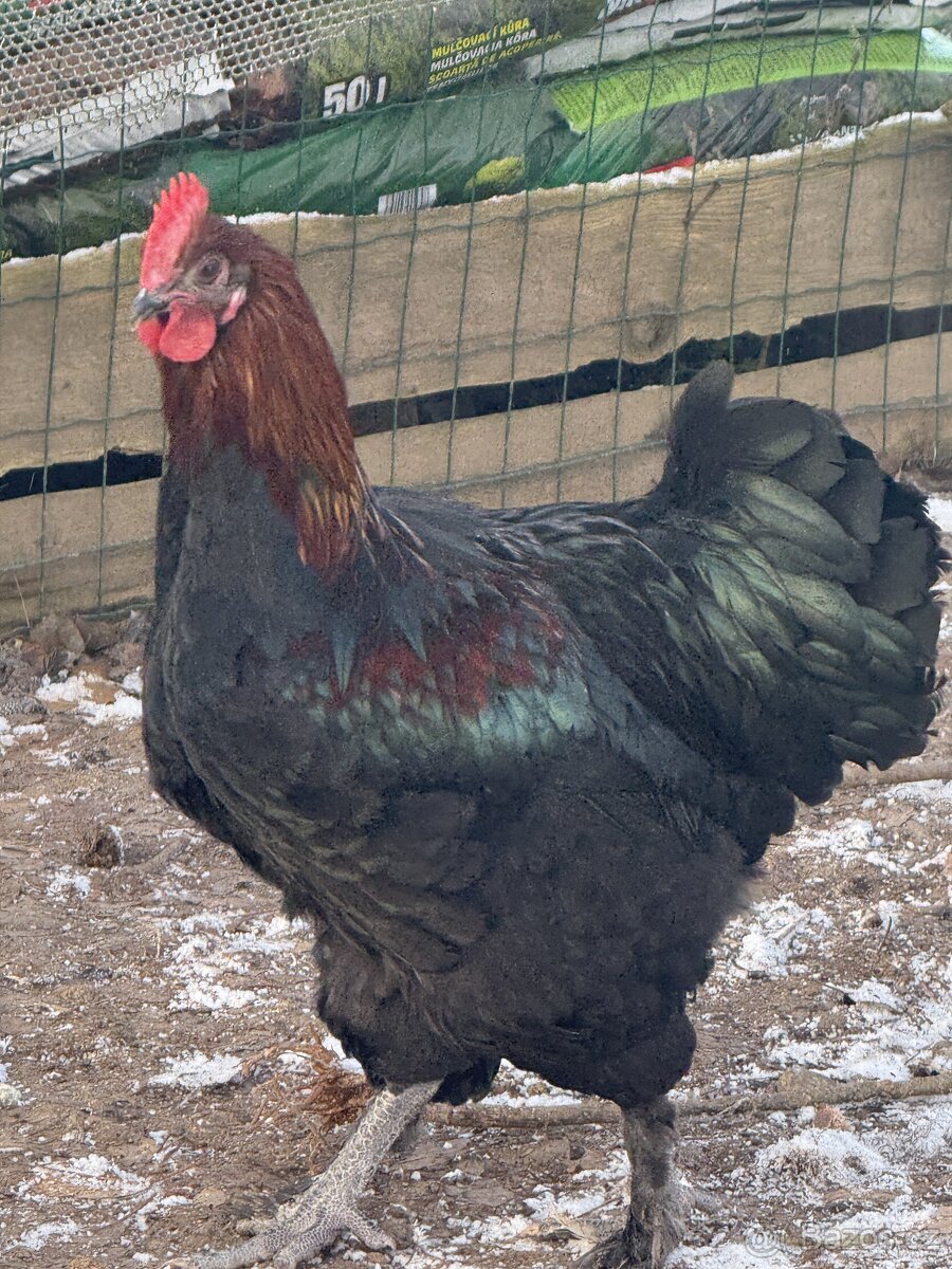 🐓 Prodáváme krásné mladé kohoutky - 5