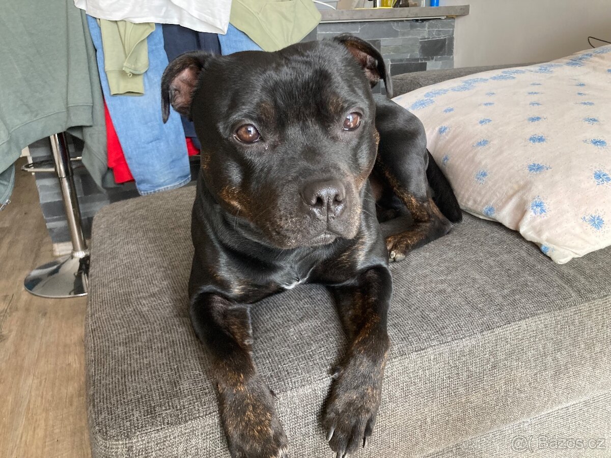 Sraffordšírský bullteriér - krytí - 5