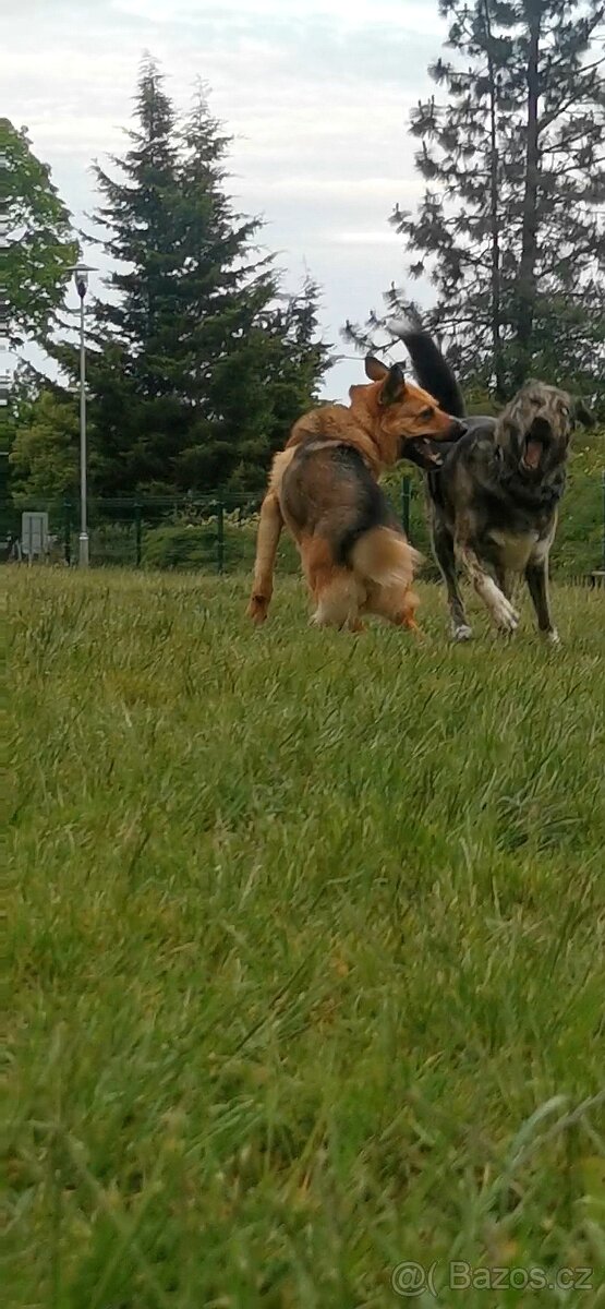 Pohlidám vašeho pejska. Plzeň - 5