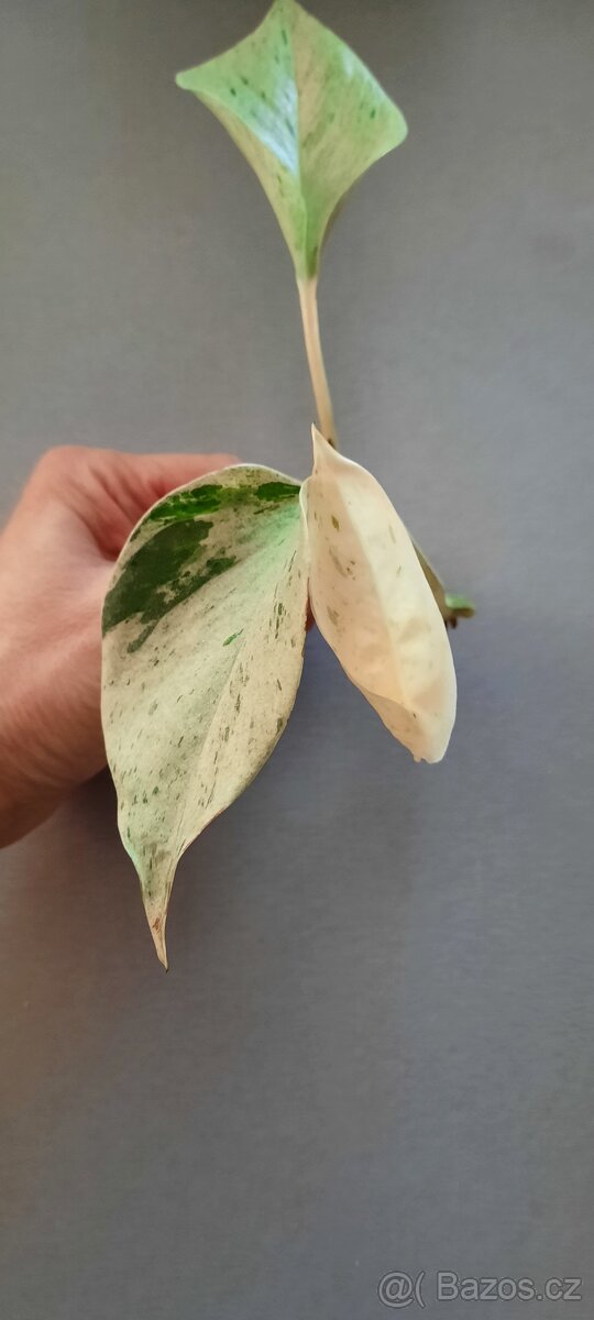 Sada rozkořeněných řízků - monstery, philodendrony, synga - 5