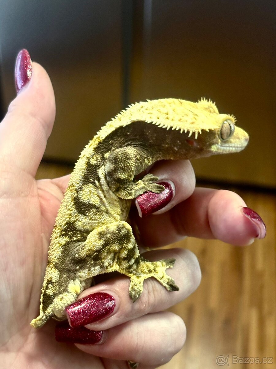 Pagekony řasnatý samec 38g - 5