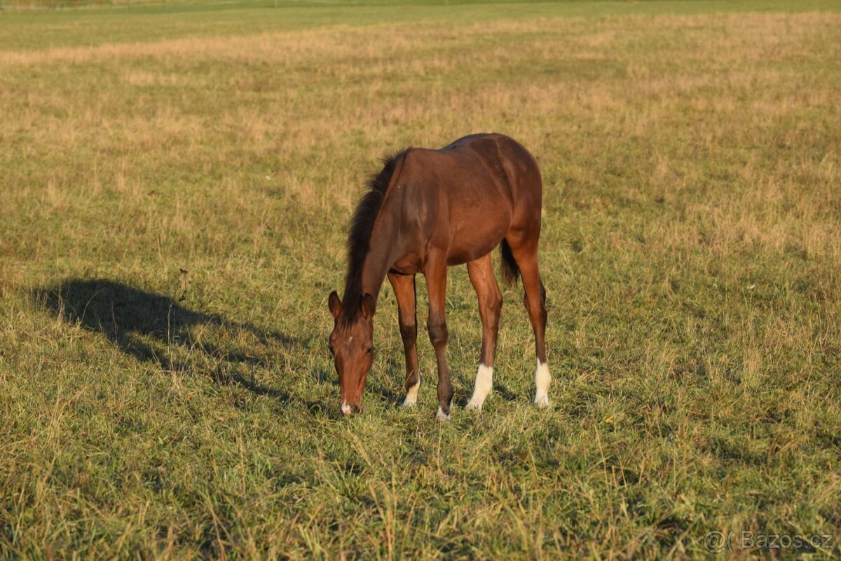 Tiebreak - letošní hřebeček - 5