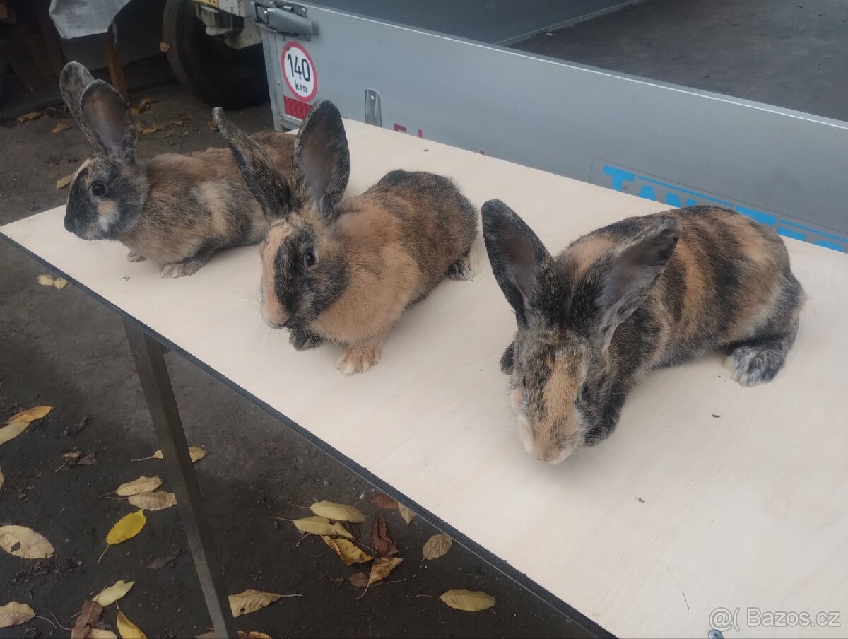 Králíci samice do chovu kříženci Hylla x Massyla - 5