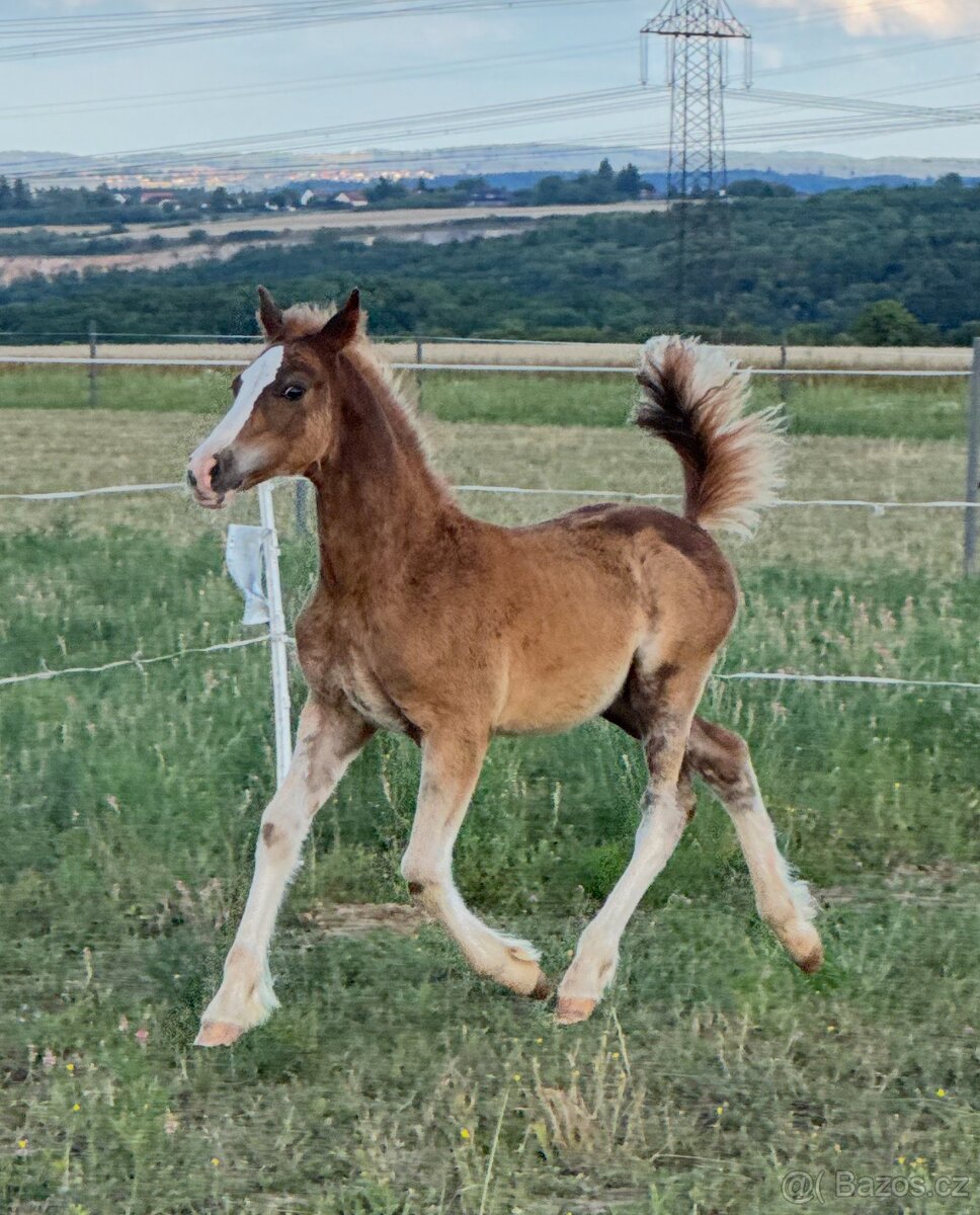 🌟 Hřebeček Welsh Cob v atraktivní barvě 🌟 - 5