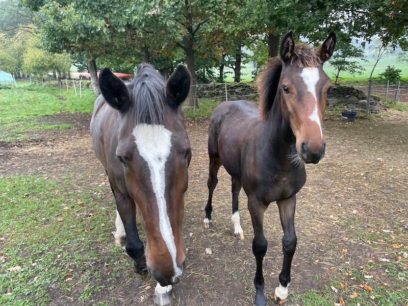 Kobyla ČT do chovu 15 let - 5