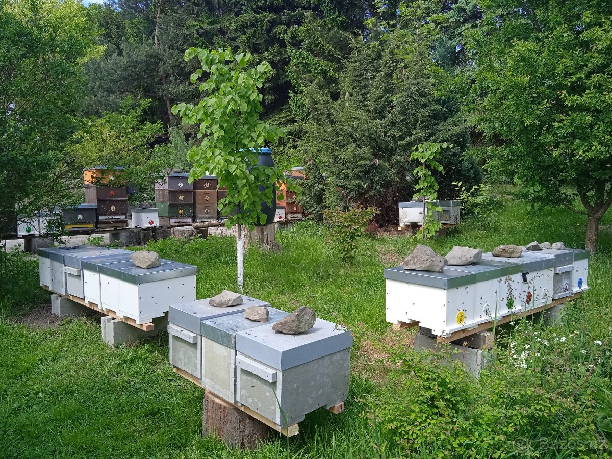 Včelí odděleky - 5