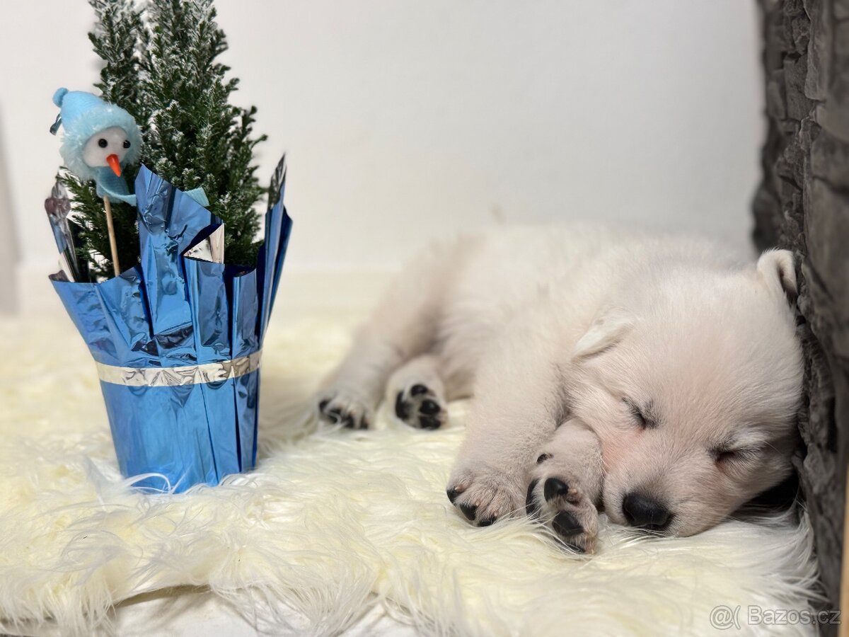 Švajčiarsky ovčiak biely s PP - 5