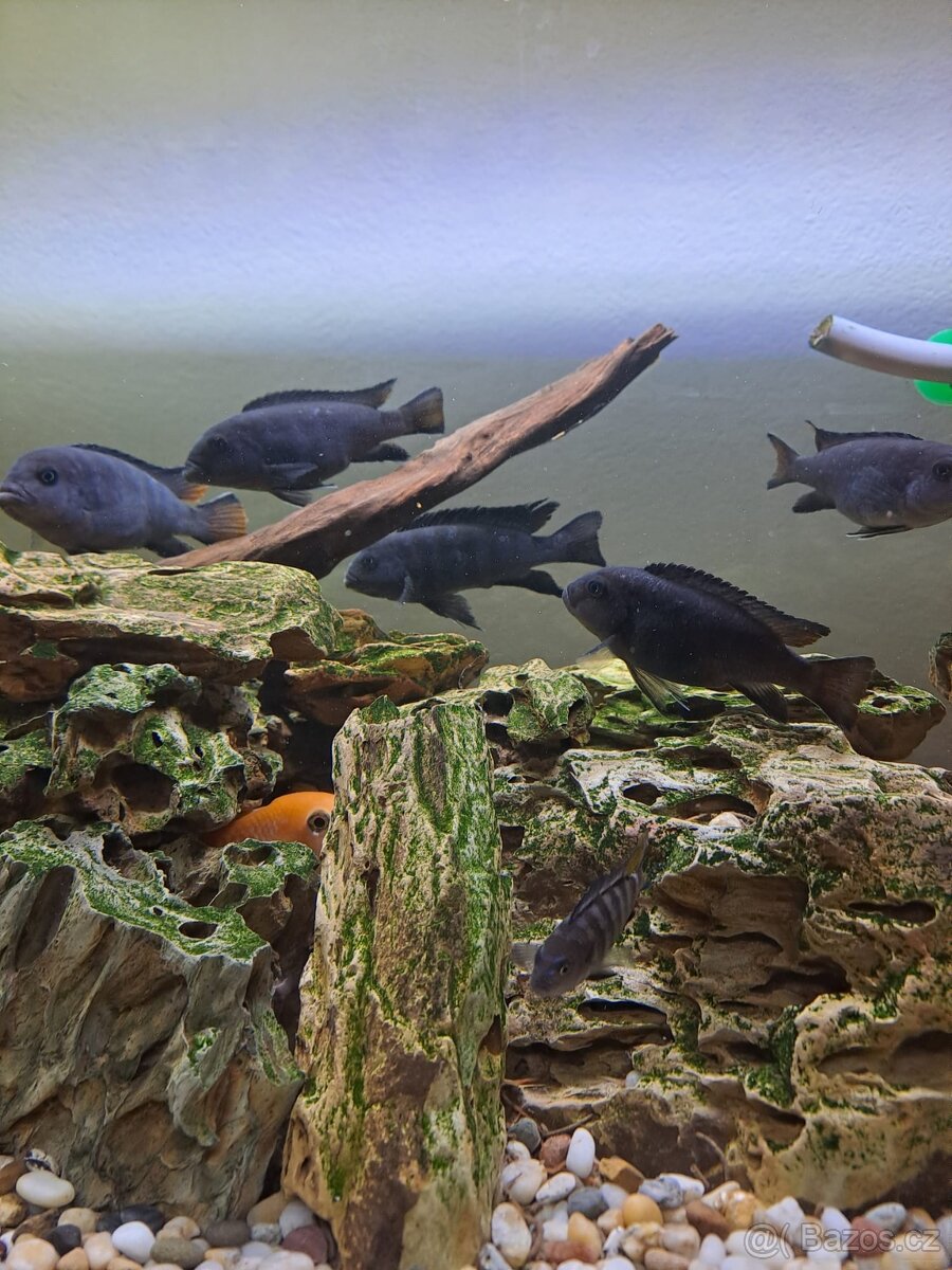 akvárium 240l, filtr+skříňka+osvětlení - 5