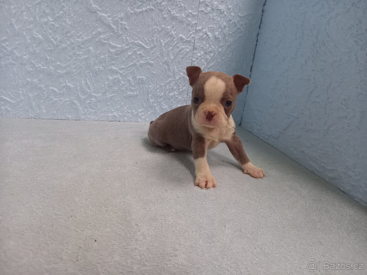 Boston,Bostonský terrier,Boston terrier - 5