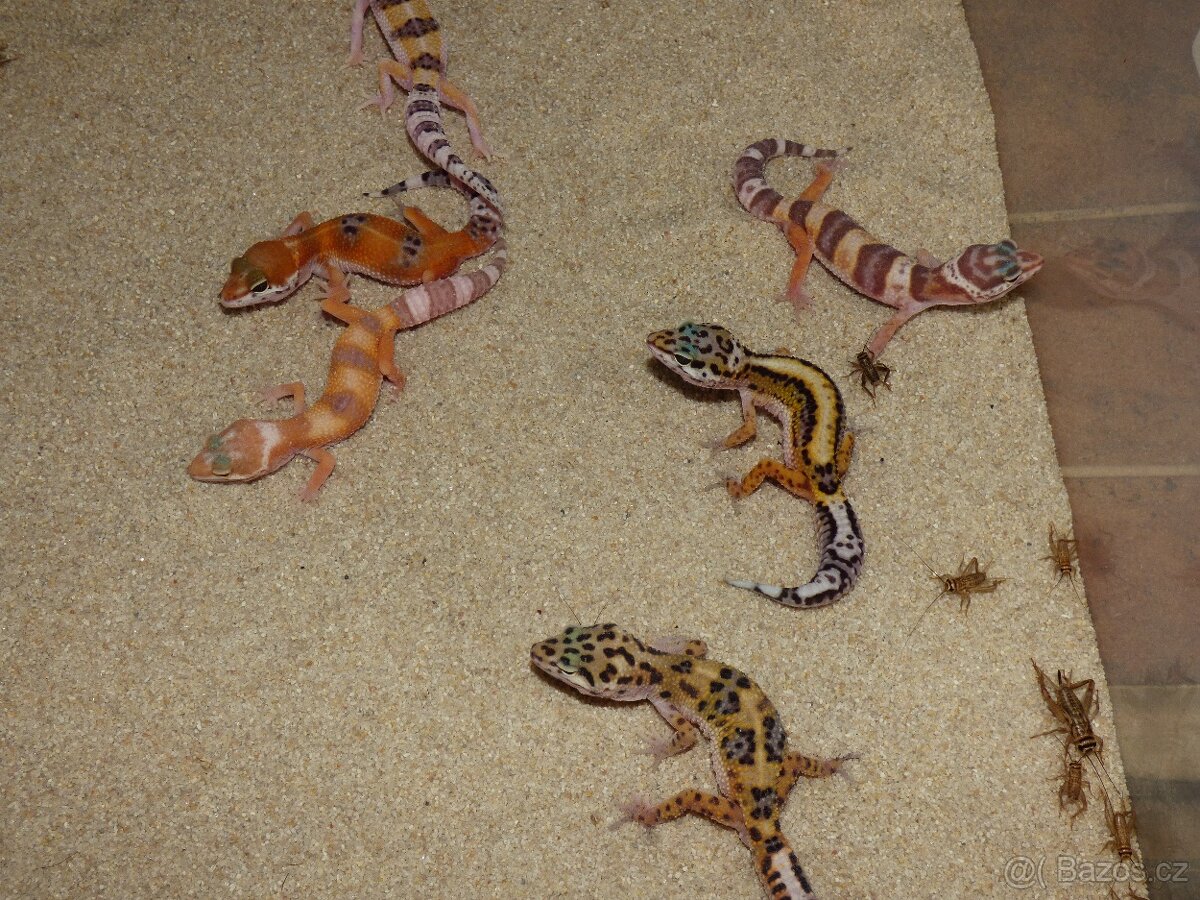 Gekončík noční (Eublepharis macularius) - 5