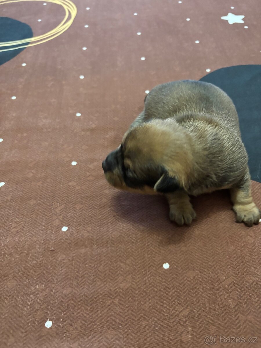 Štěňátka JORKŠÍR@GRIFONKA - 5