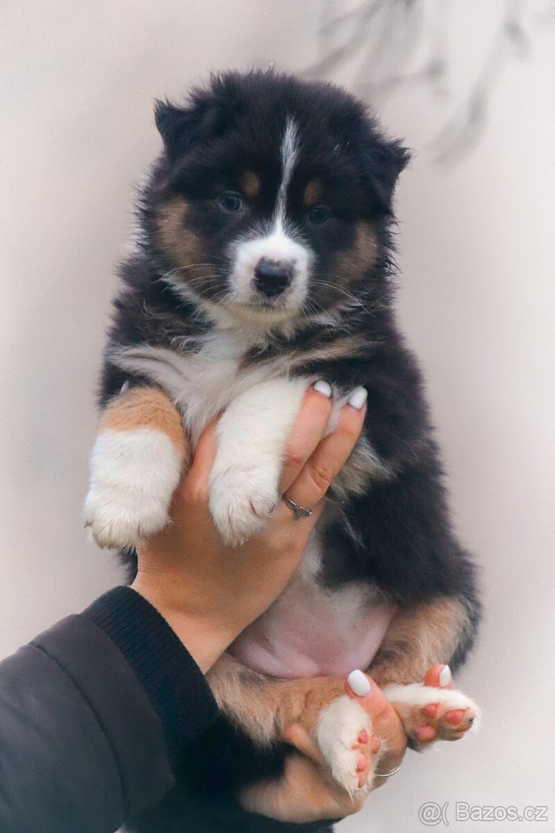 Australských ovčák s PP - 5