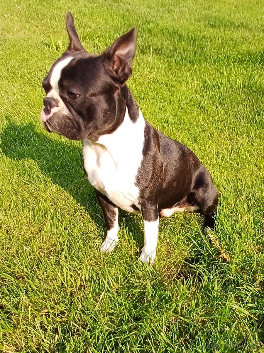 Bostonský teriér s PP - 5