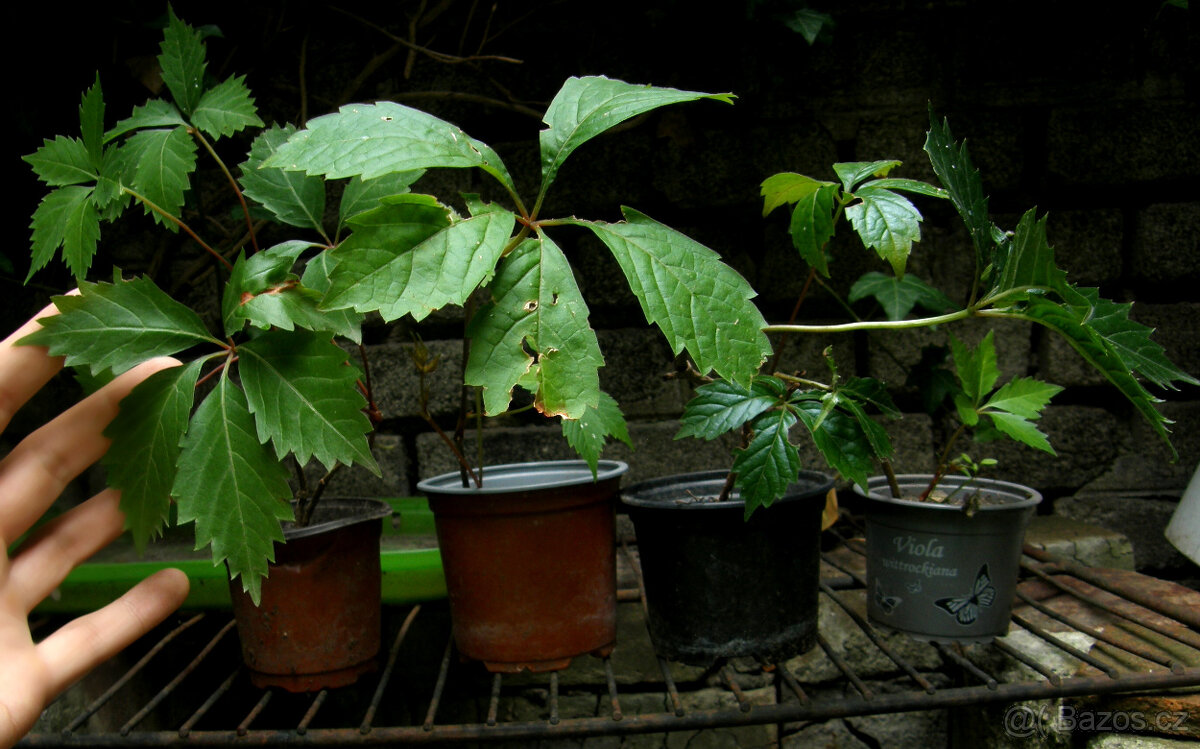 Loubinec pětilistý (psí víno) – zakořeněné sazenice - 5