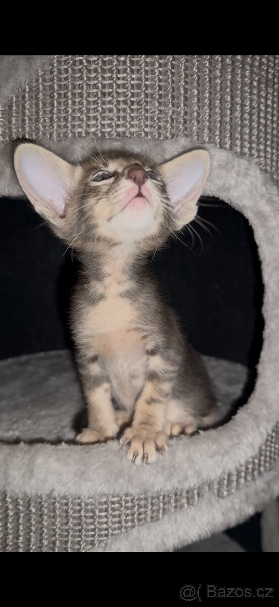 Orientální kocoúr s pp Poseidon Marbeficent - 5