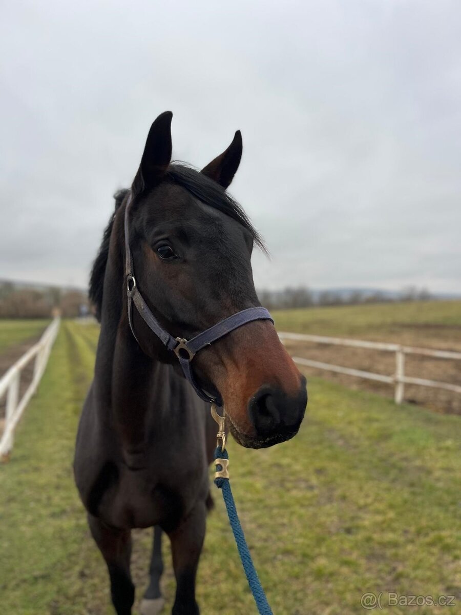 4-letá Oldenburgská klisna s Elite premii - 5