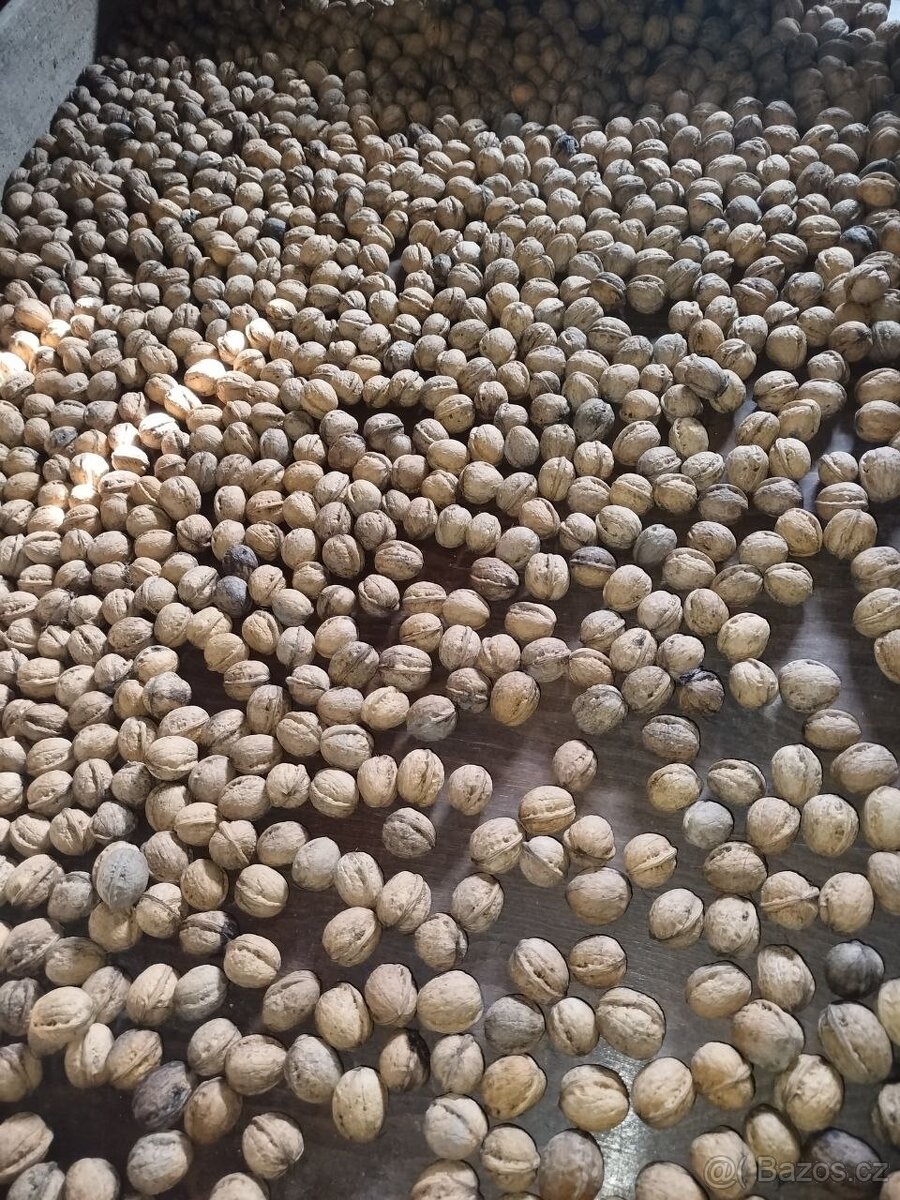 Vlašské ořechy - 5