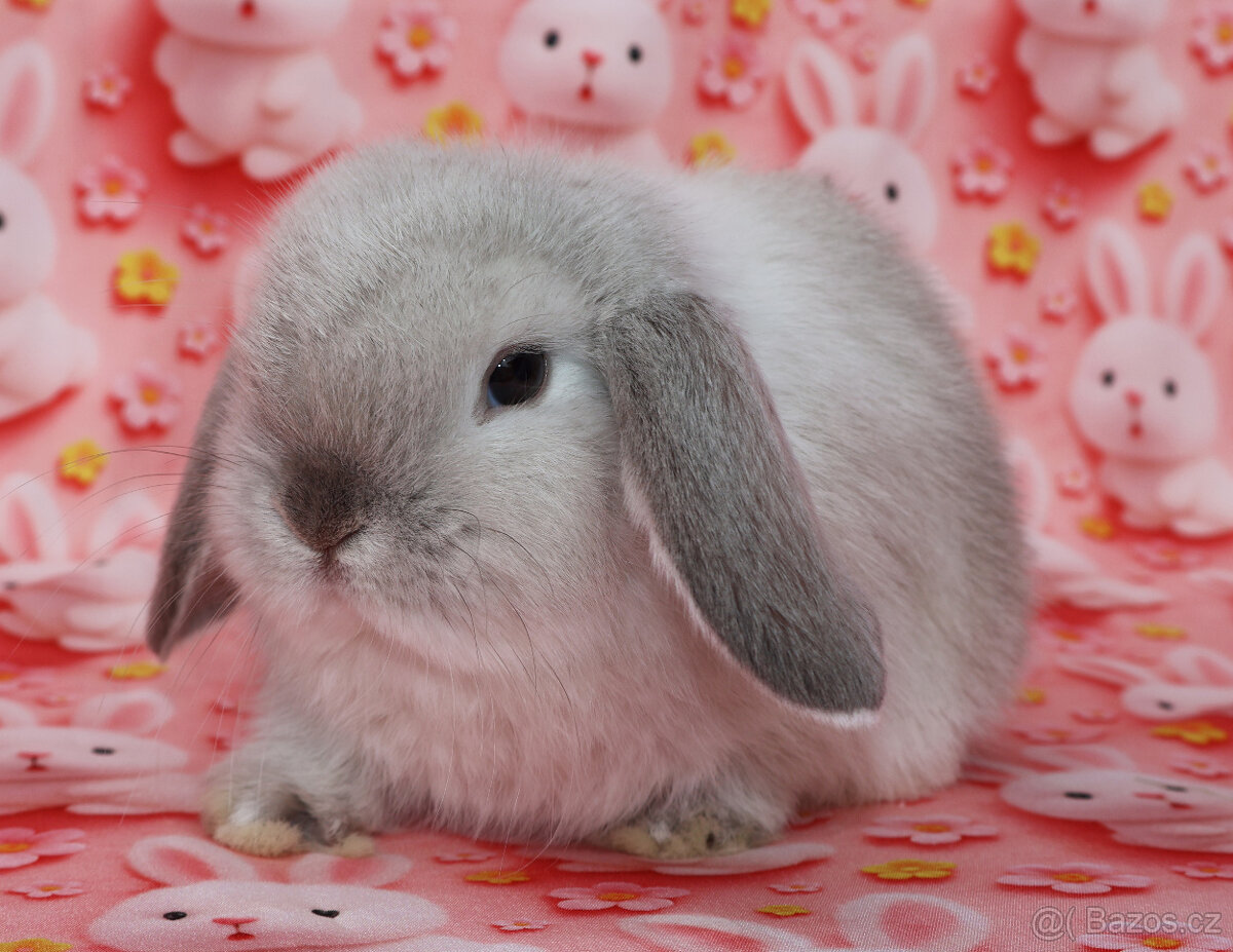 Zakrslí beránci NHD . - 5