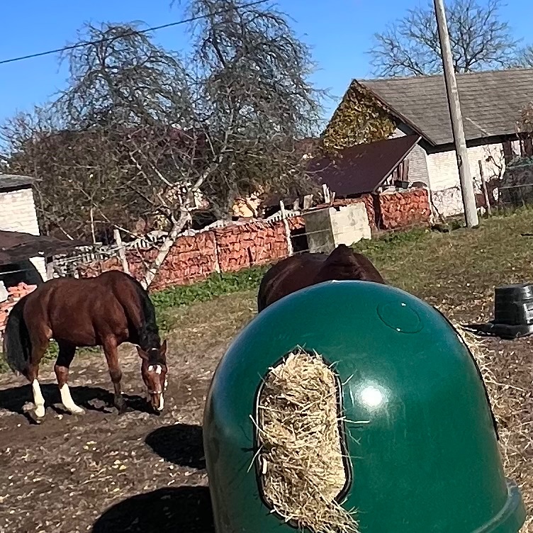 Krmný zvon pašík pro koně – nový, univerzální, regulovatel - 5