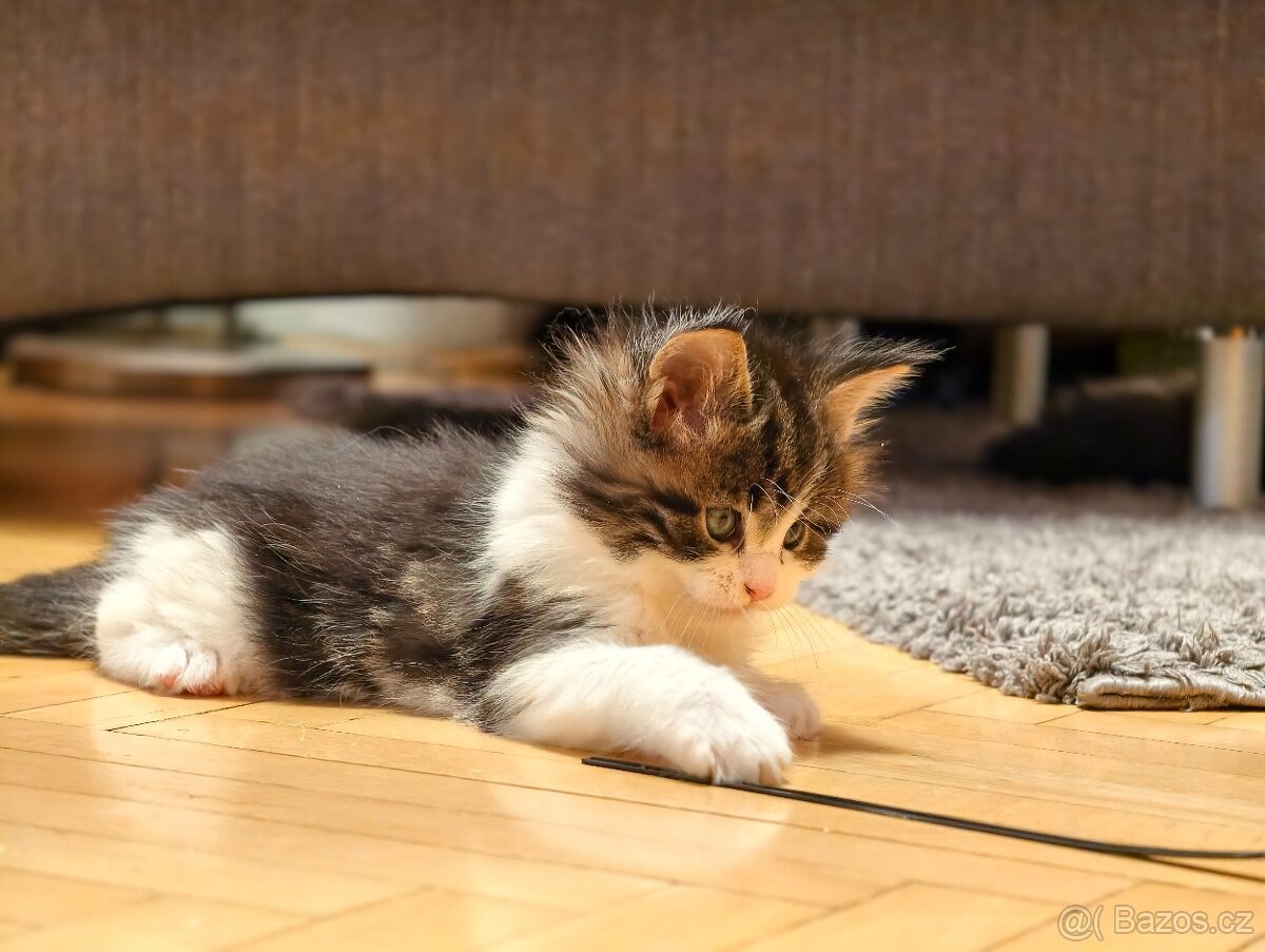 Mainská mývalí koťátka - 5