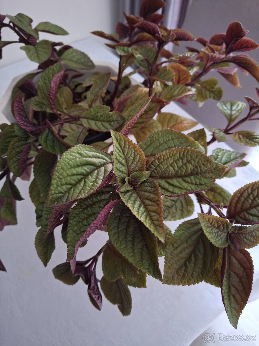 Plectrantus red + keramický obal - 5