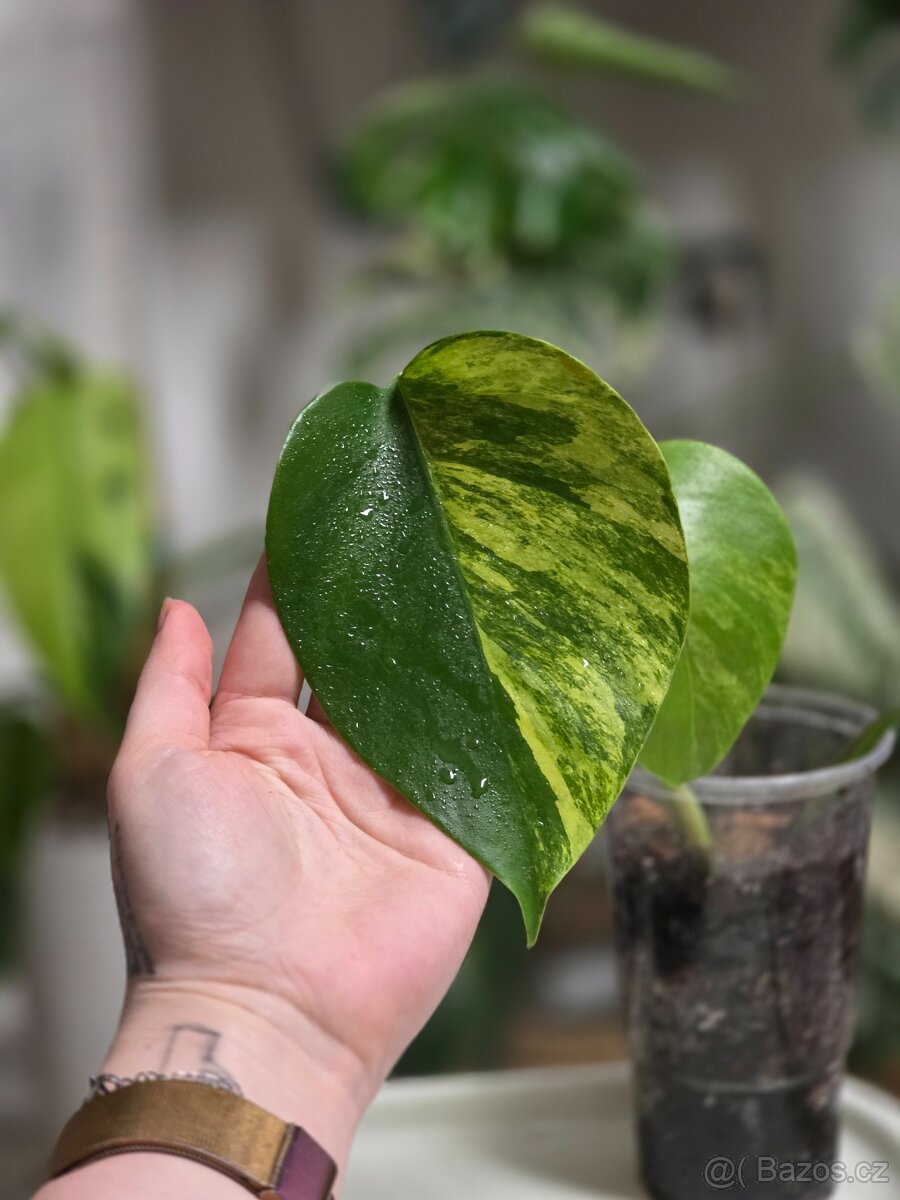 Monstera Deliciosa Aurea - 5