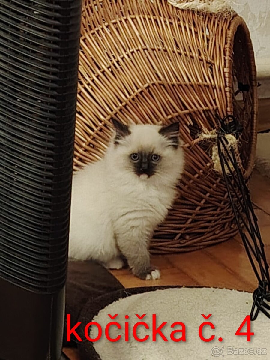 Ragdoll koťátka - 5