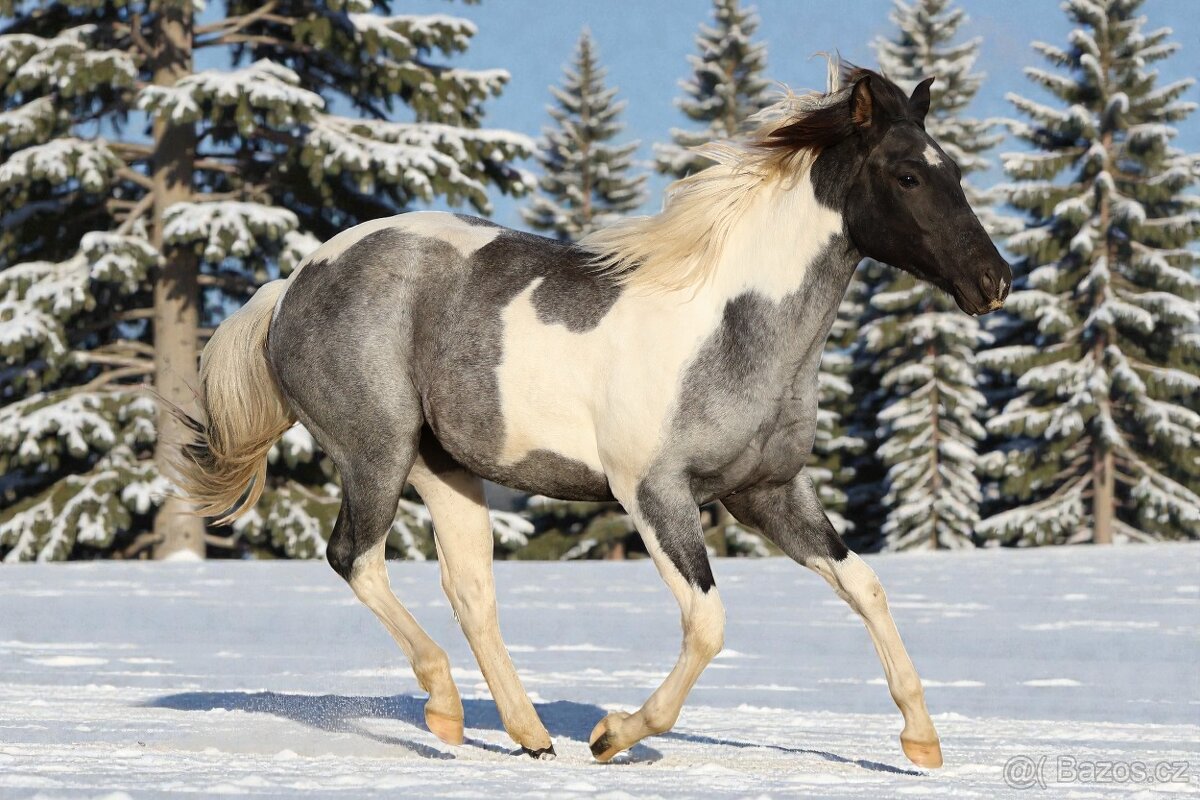 Klisna APH - 7 PANEL - 5