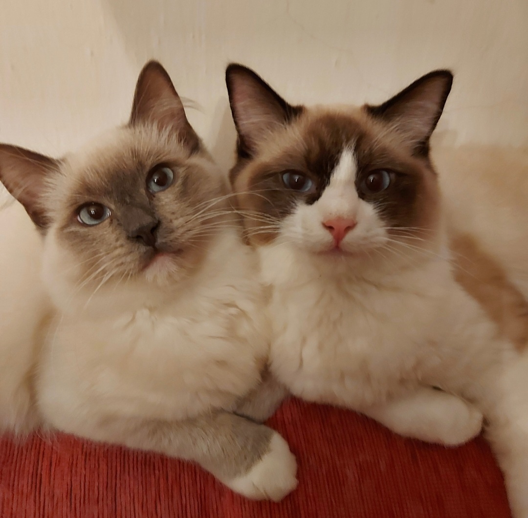 Ponukam ragdoll kocurov na krytie - 5