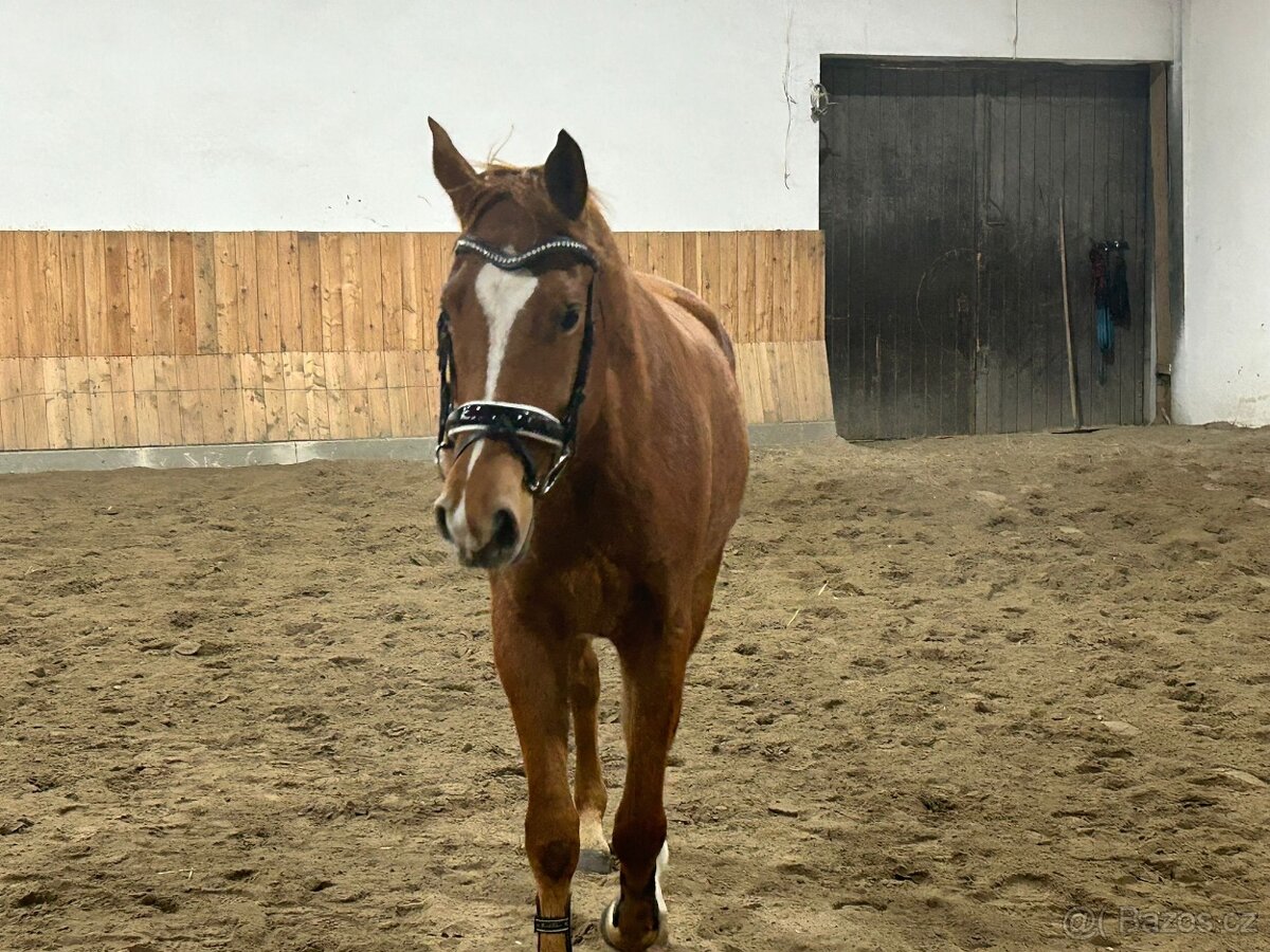 Valach moravský teplokrevník, letos 4 letý - 5