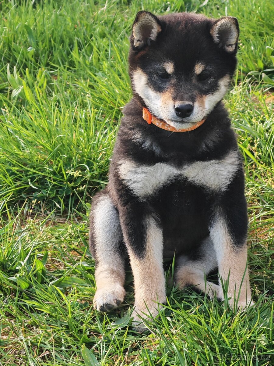 Shiba inu fenka - 5