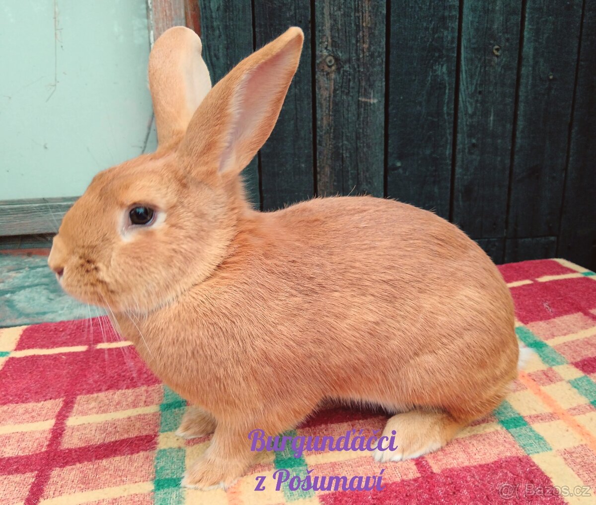 BURGUNDSKÝ králík s PP - SAMEČCI A SAMIČKY ⭐️⭐️⭐️ - 5