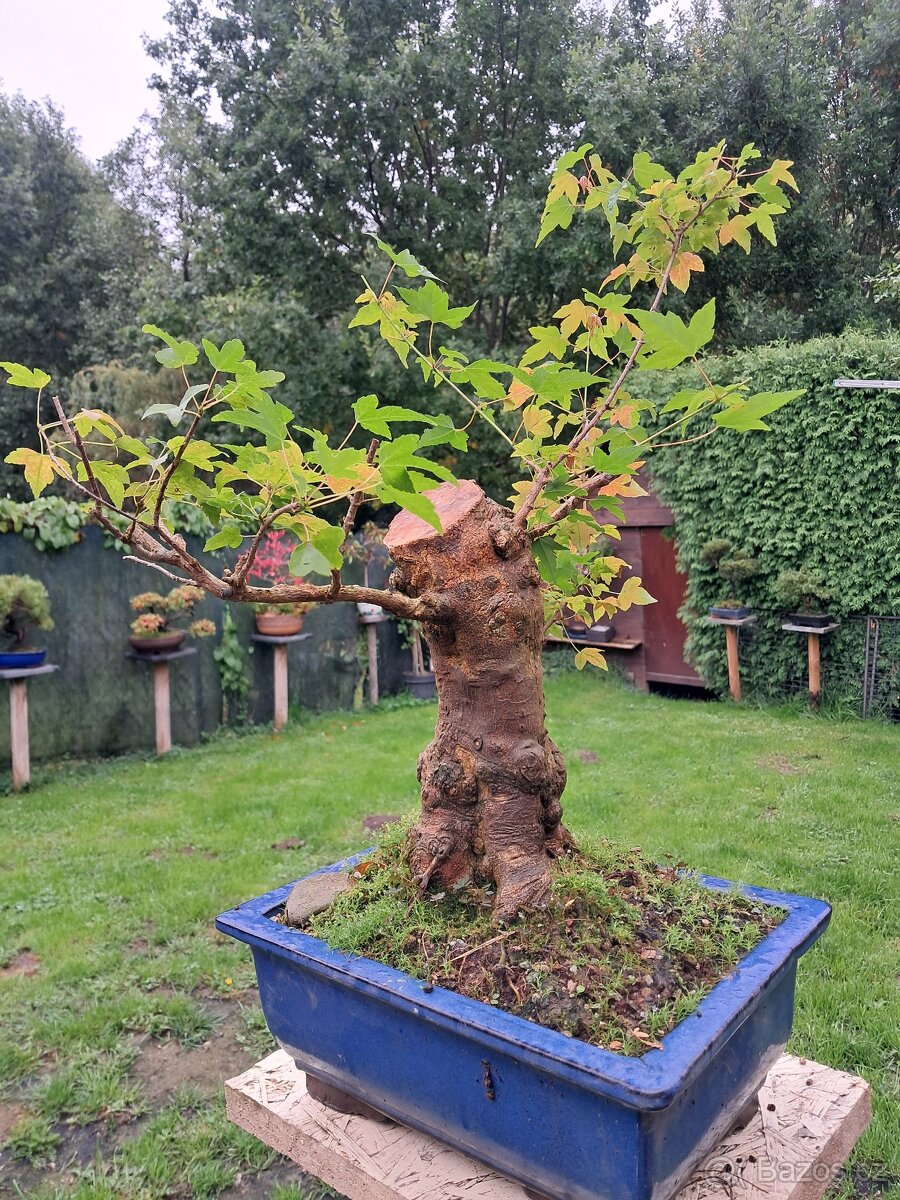 Bonsaj bonsai Javor - 5