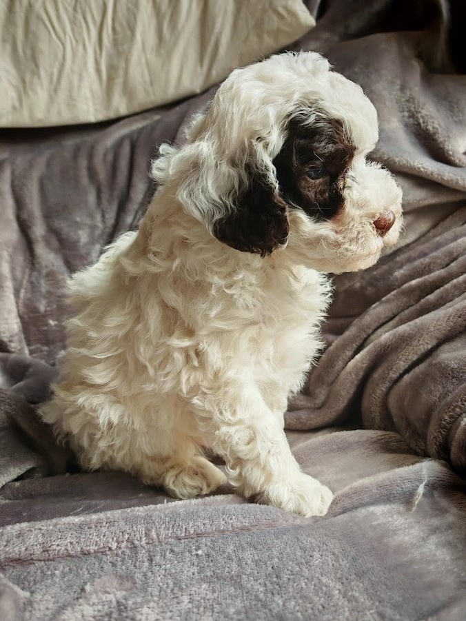 PUDL TRPASLIČÍ VÍCEBAREVNÝ s PP - 5