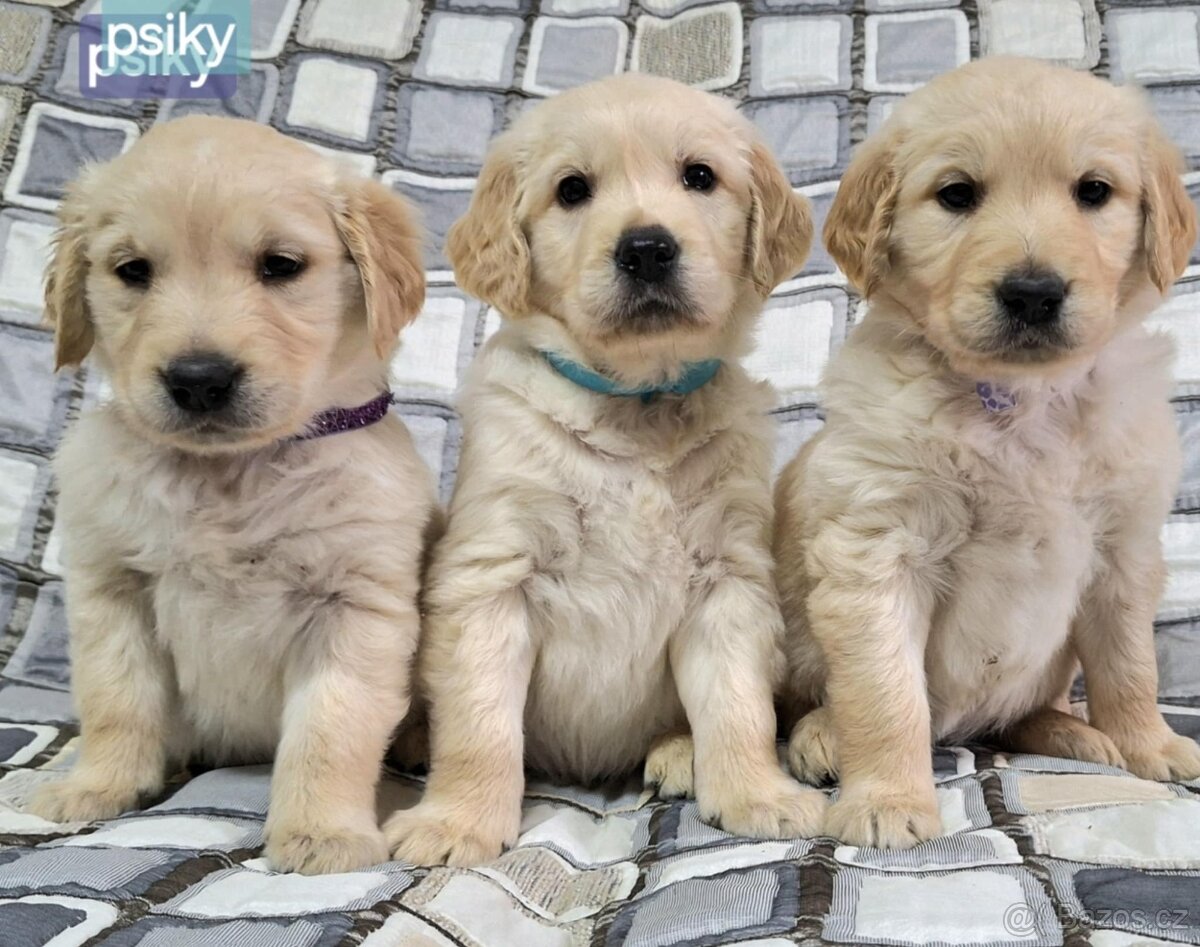 Zlatý retrív/Golden Retrív - 5