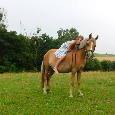 pony kobylka - 5