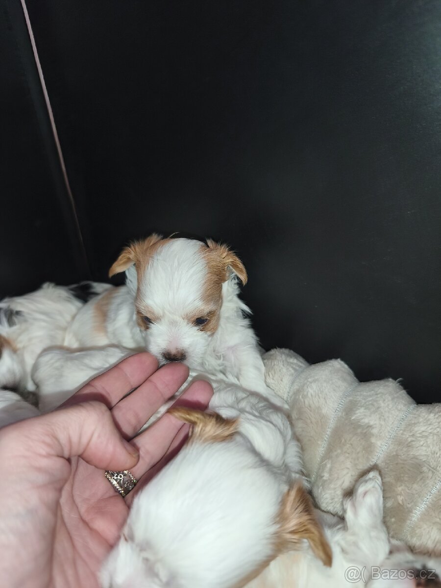 Jorkšírský teriér golddust s PP - 5