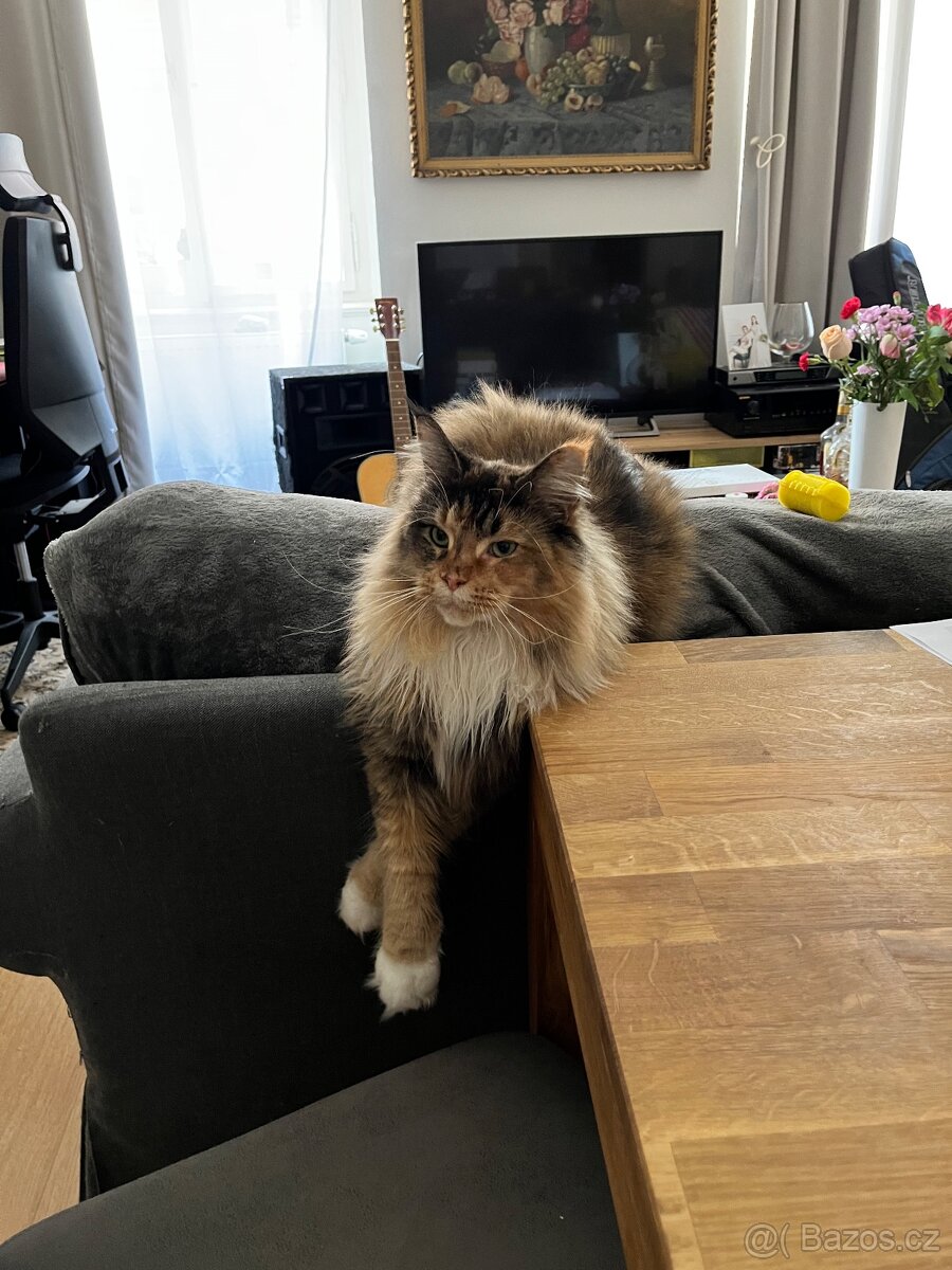 Starší plachá mainská mývalí kočka hledá klidný domov - 5
