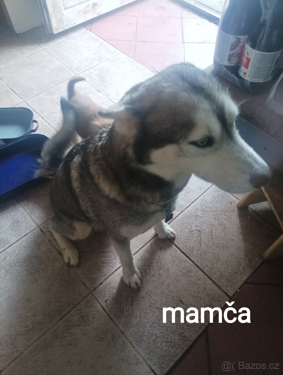 Sibiřský husky - 5