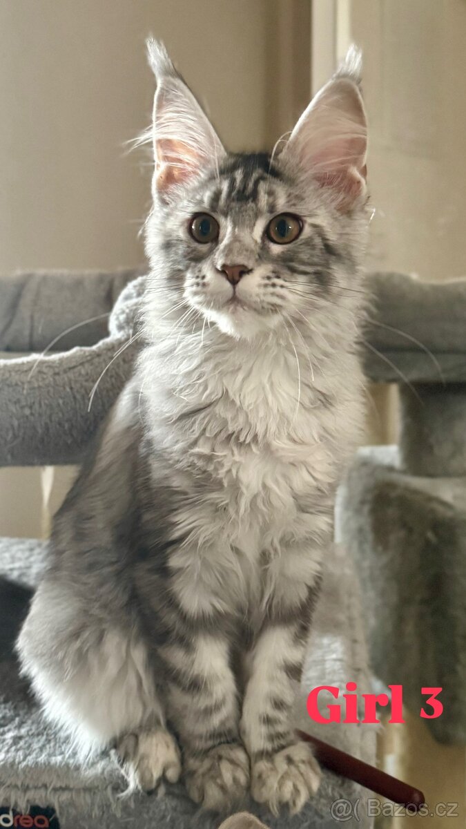 Mainská mývalí kočičky s PP - 5