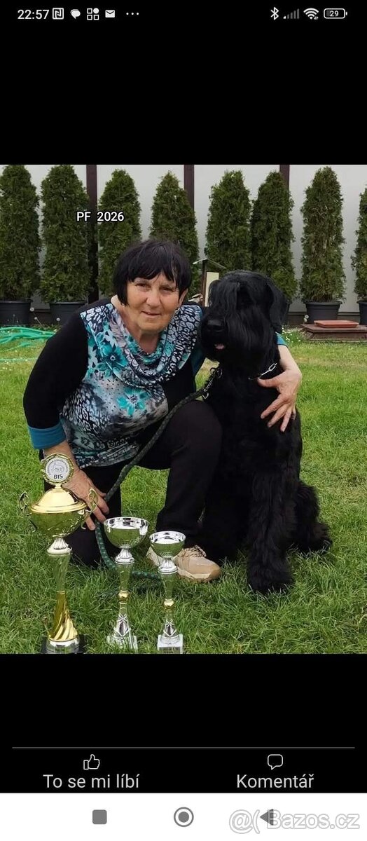 Knírač velký černý - štěňátka s PP - 5