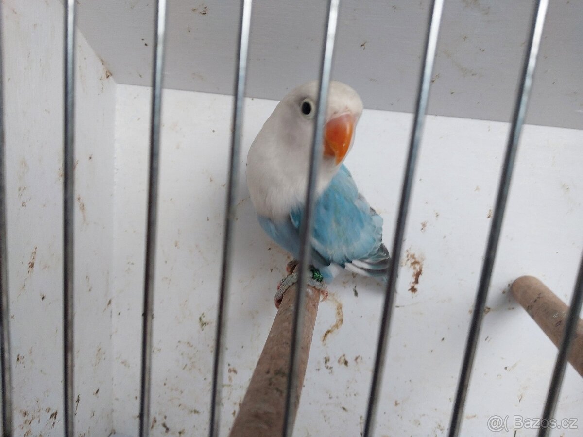 Agapornis fischeri - 5