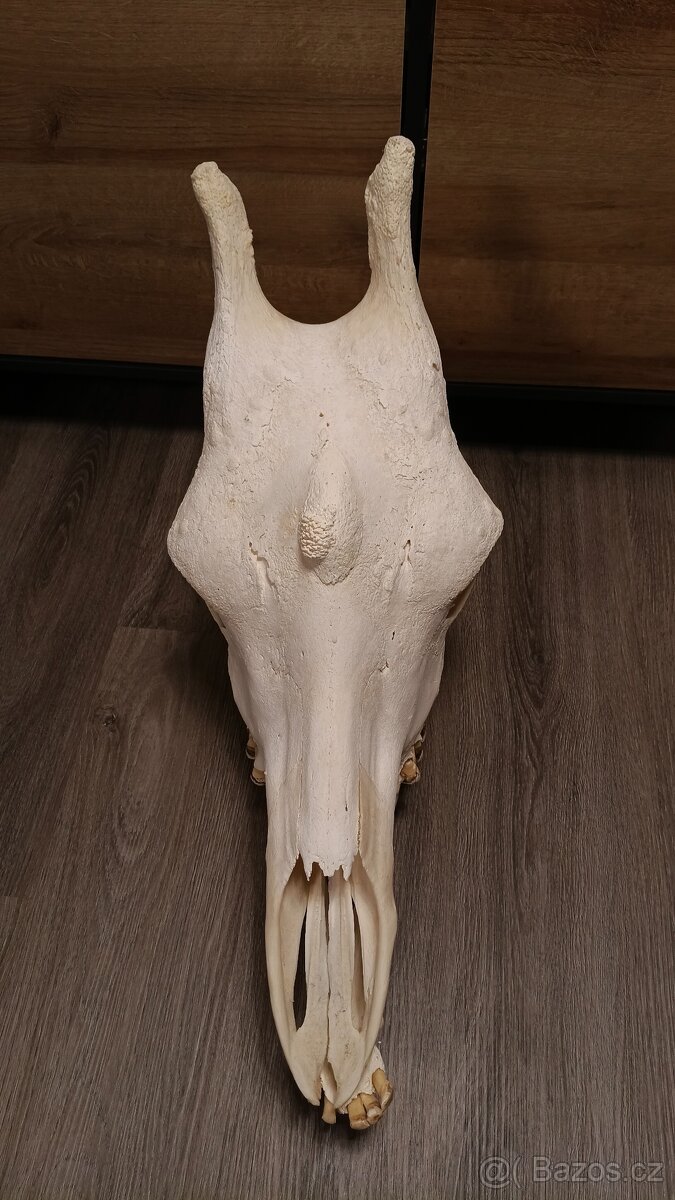 Žirafa Rothschildova - trofej, lebka - 5