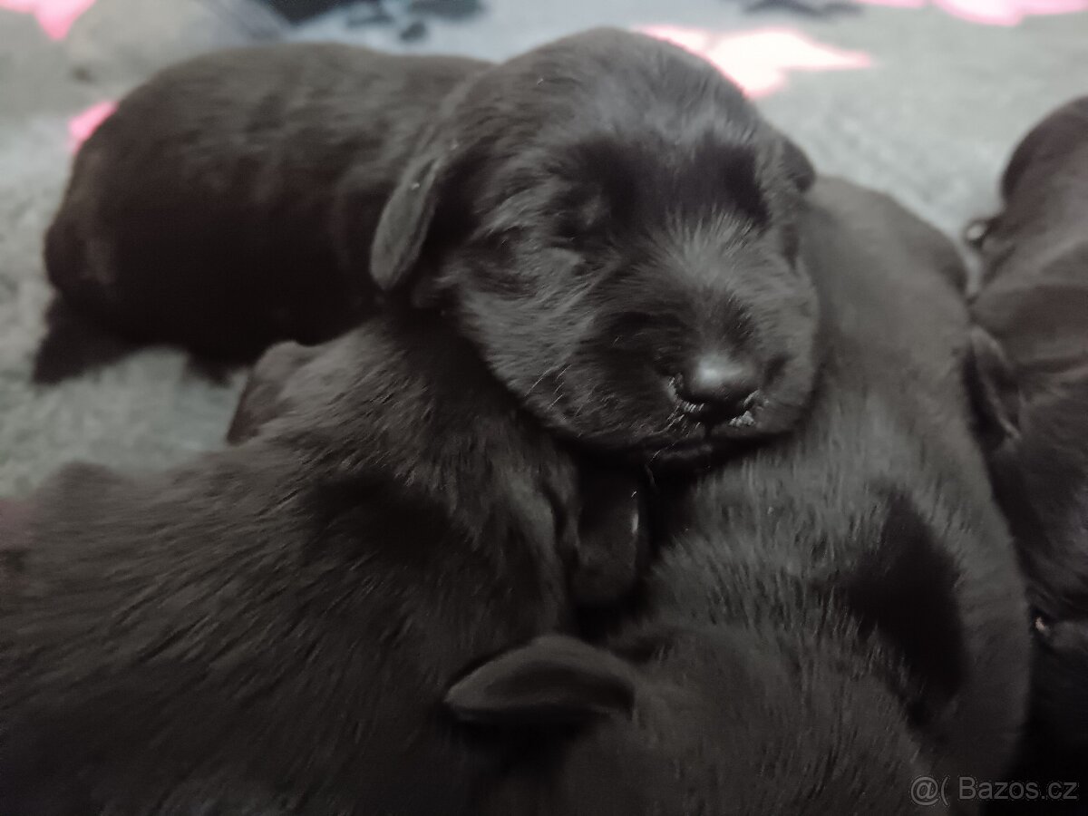 Knírač malý černý s PP - 5