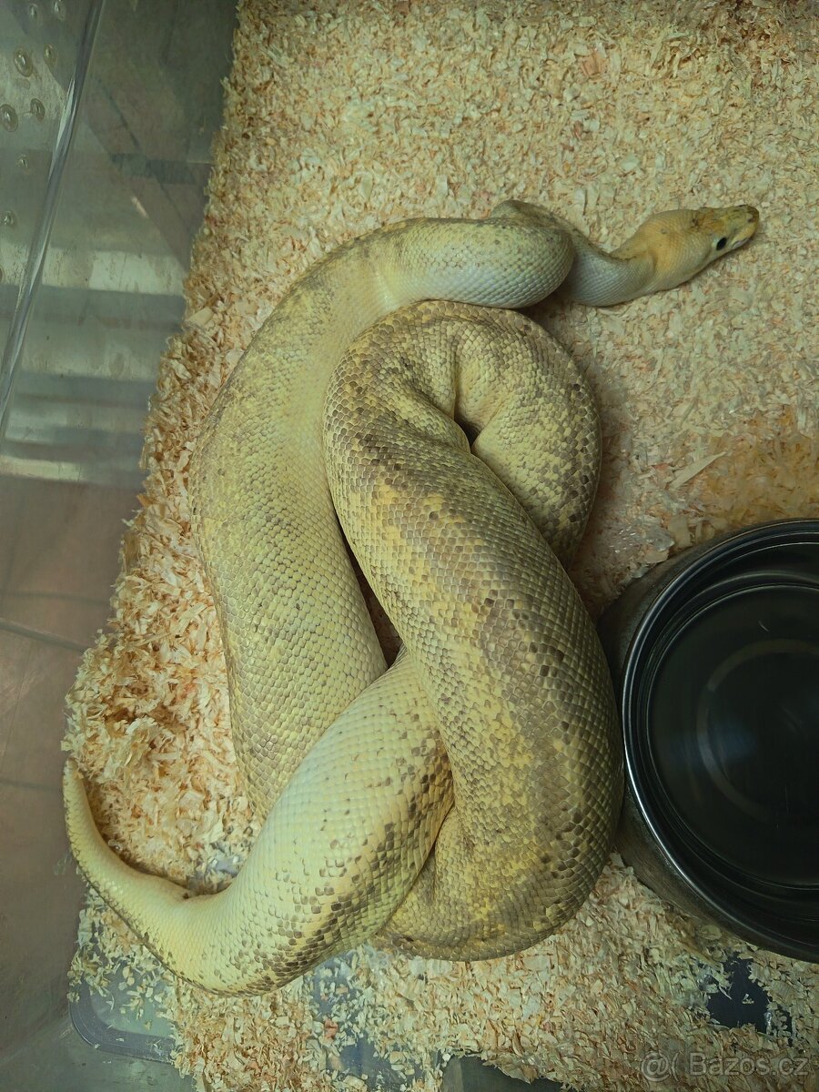 Krajta královská Dospělá chovná skupina - 5