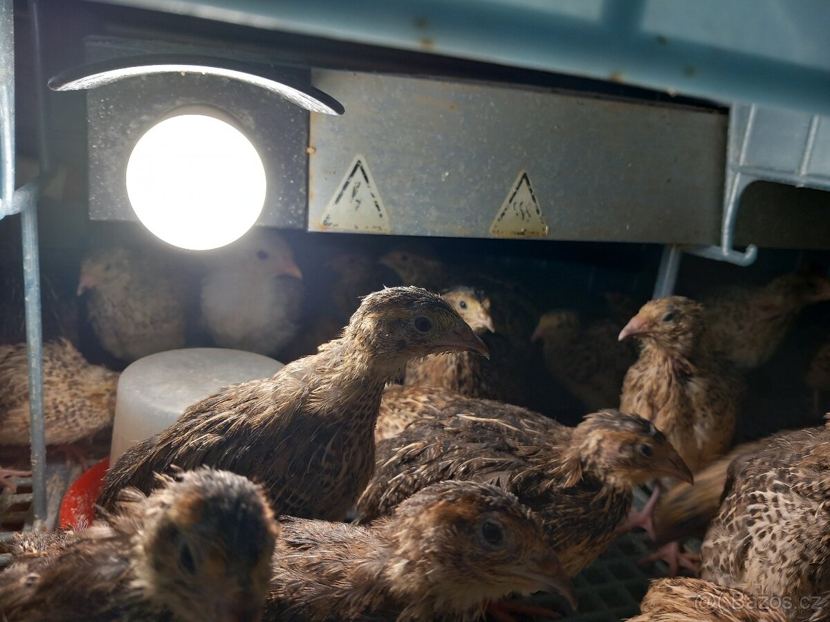 Prodám slepičky Křepelky japonské. - 5