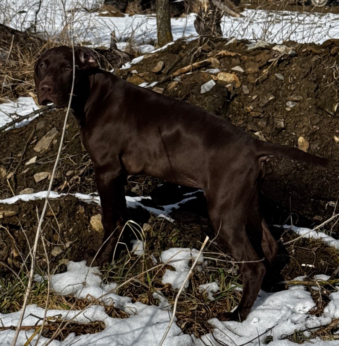 Německý krátkosrstý ohař - 5