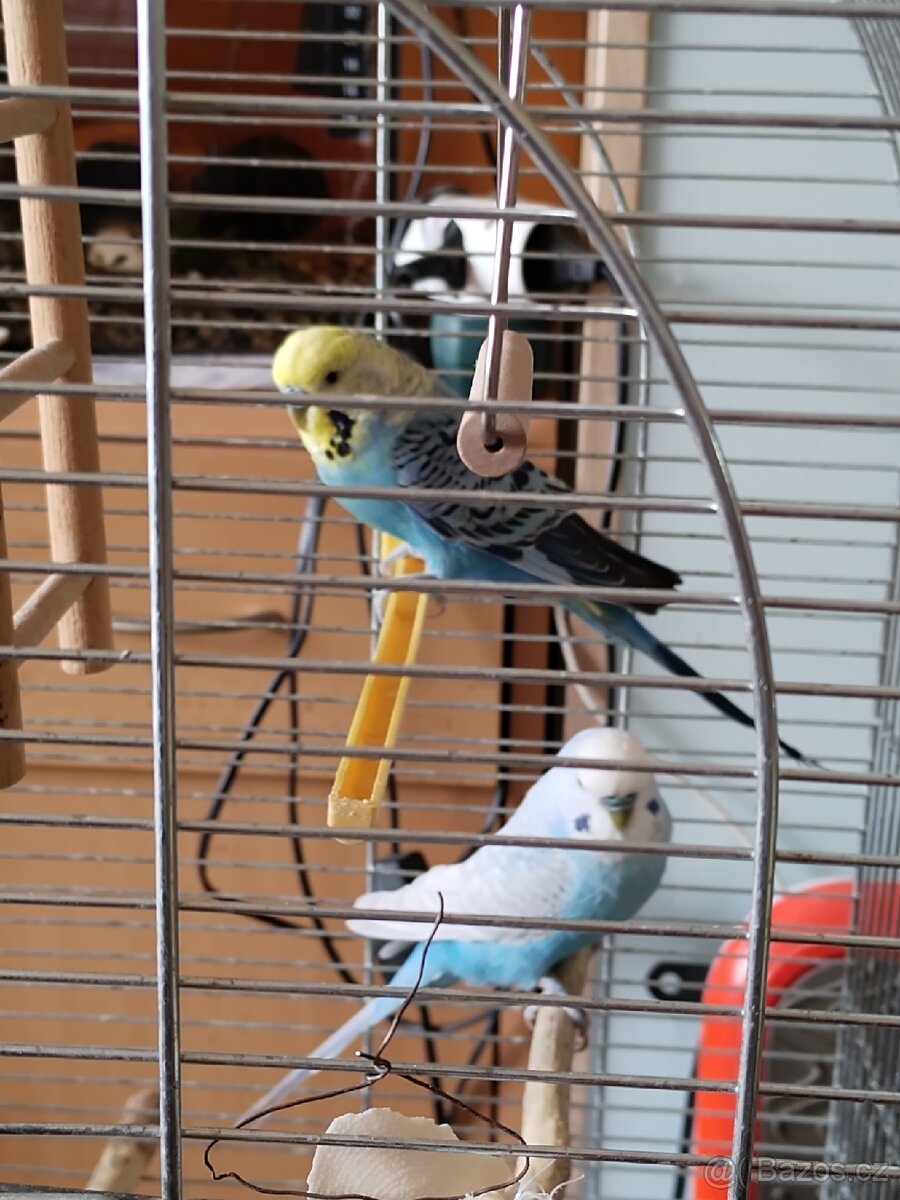 Prodám papoušky včetně klece - 5