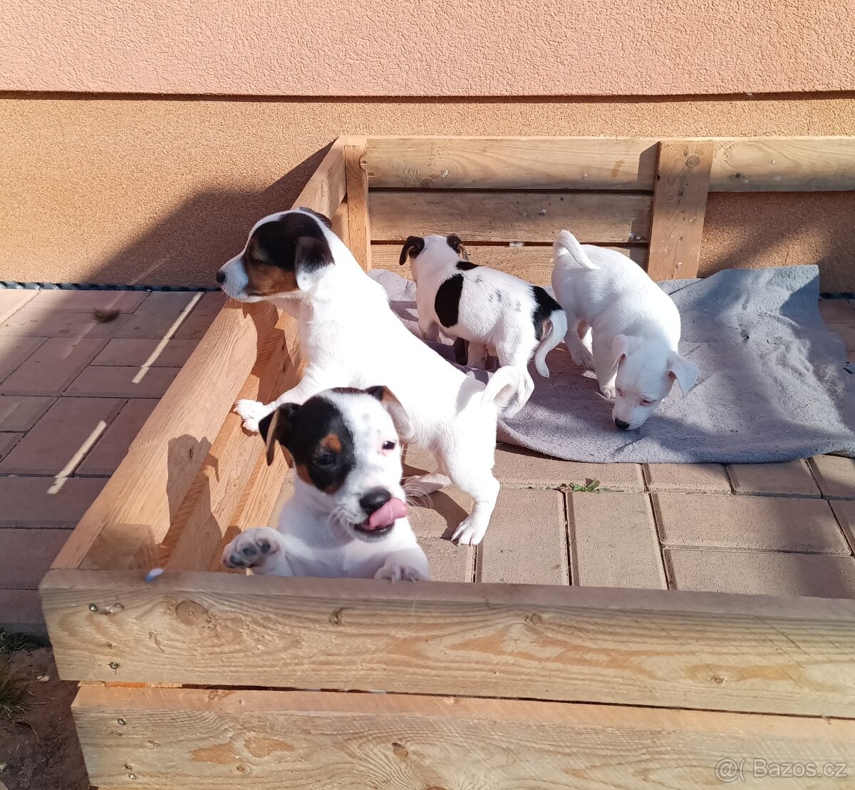 štěňata - Jack Russell teriér - 5