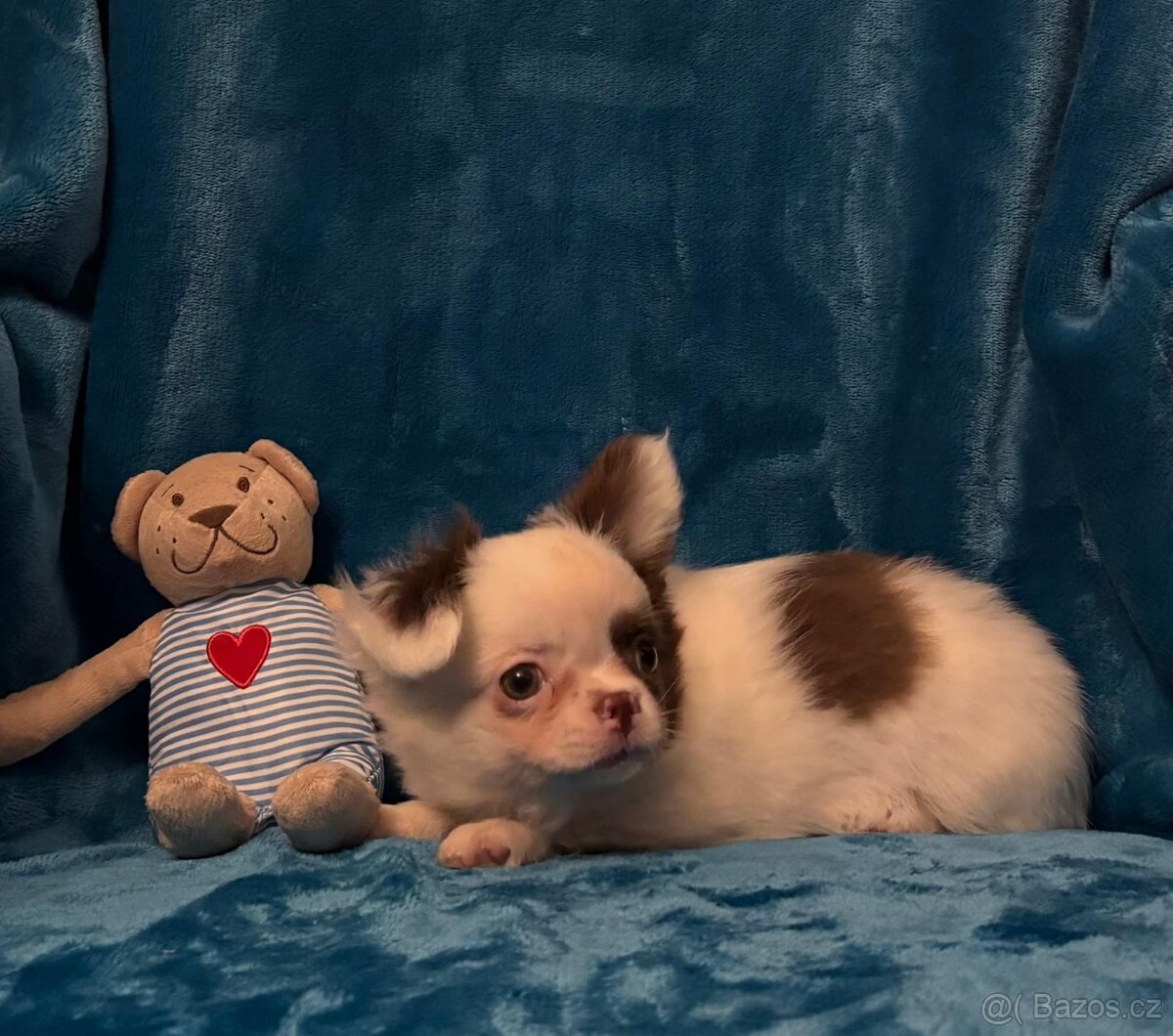 Čivava dlouhosrstá s PP - Pejsci - 5